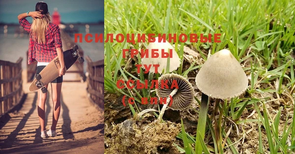 прущие грибы Верхний Тагил